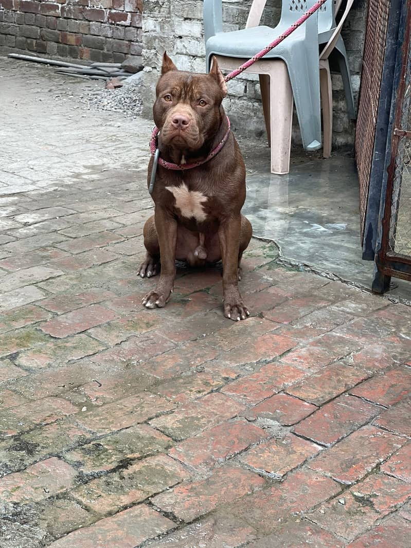 Pitbull Male available for Sale and stud 2