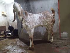 Maki cheena Bakra | Nagra Breeder Bakra  | بکرا | Goat