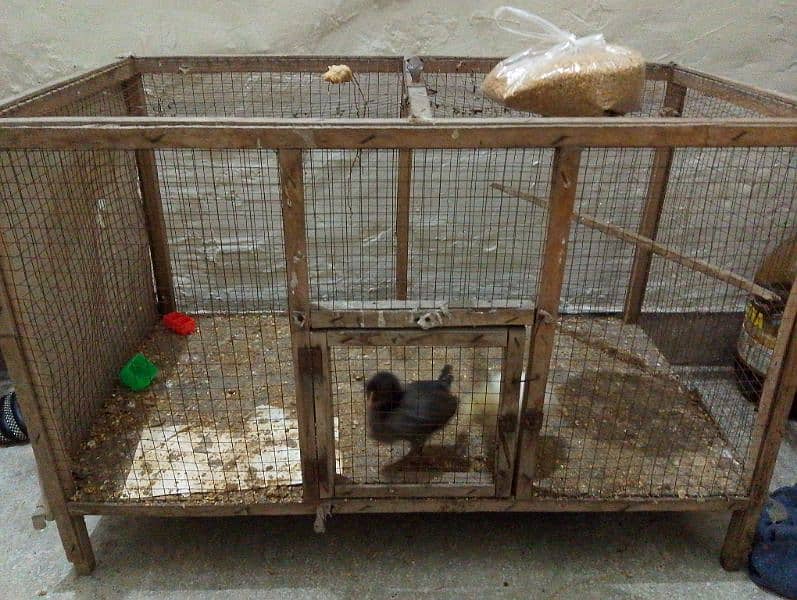 2 desi chicks with cage 0