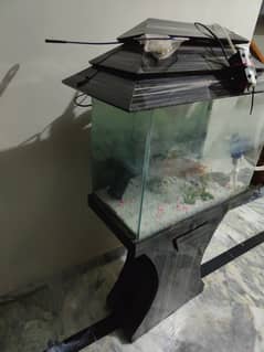 Fish Aquarium