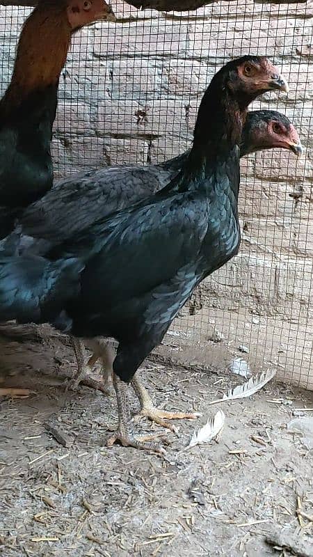 Ready to breed black aseel pathi 2