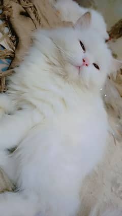 Persian cat