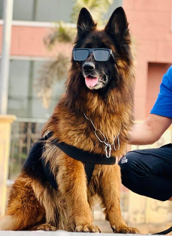 German shepered male dog long coat black mask 1