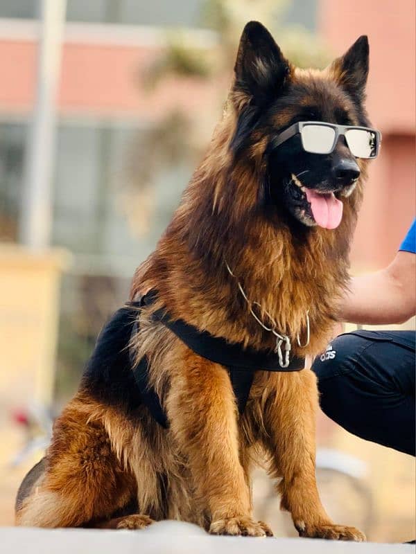 German shepered male dog long coat black mask 3