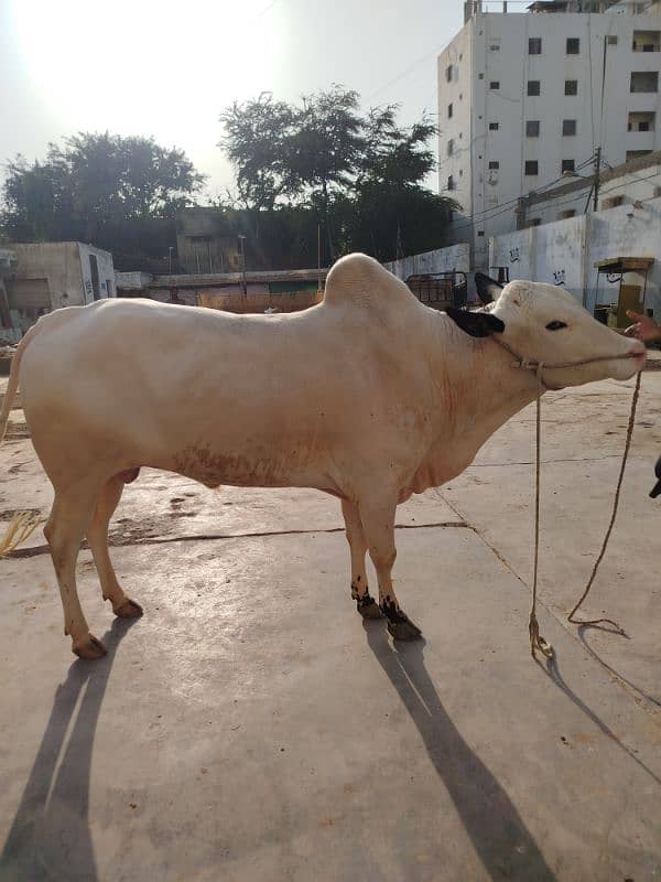 Fatty Jangi Available For Qurbani 2025 1