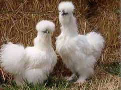 White silkie 1 month chick's available