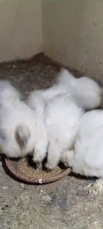 White silkie 1 month chick's available 1