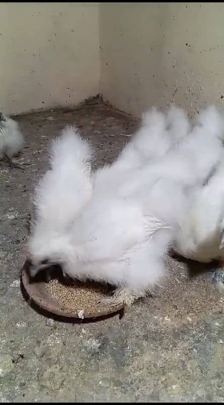 White silkie 1 month chick's available 2