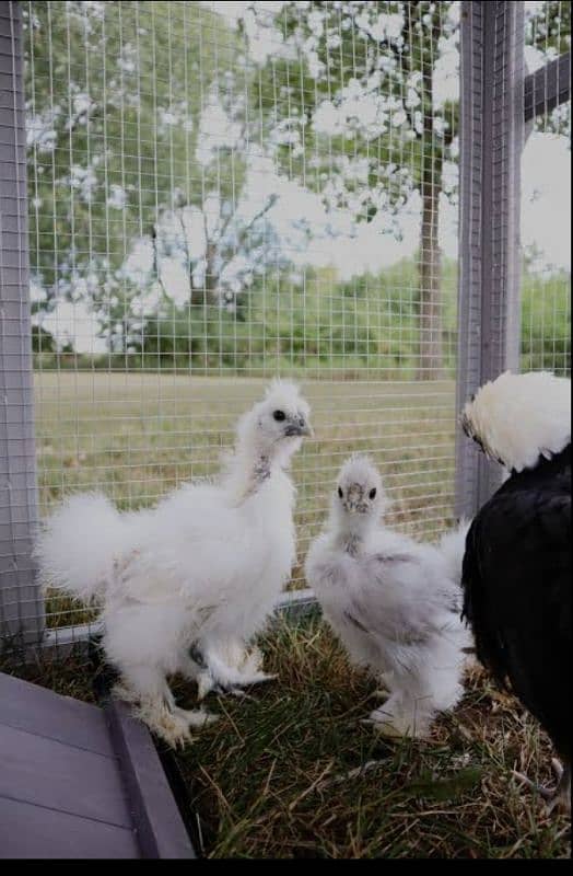 White silkie 1 month chick's available 3