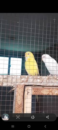 Gray yellow and blue budgies