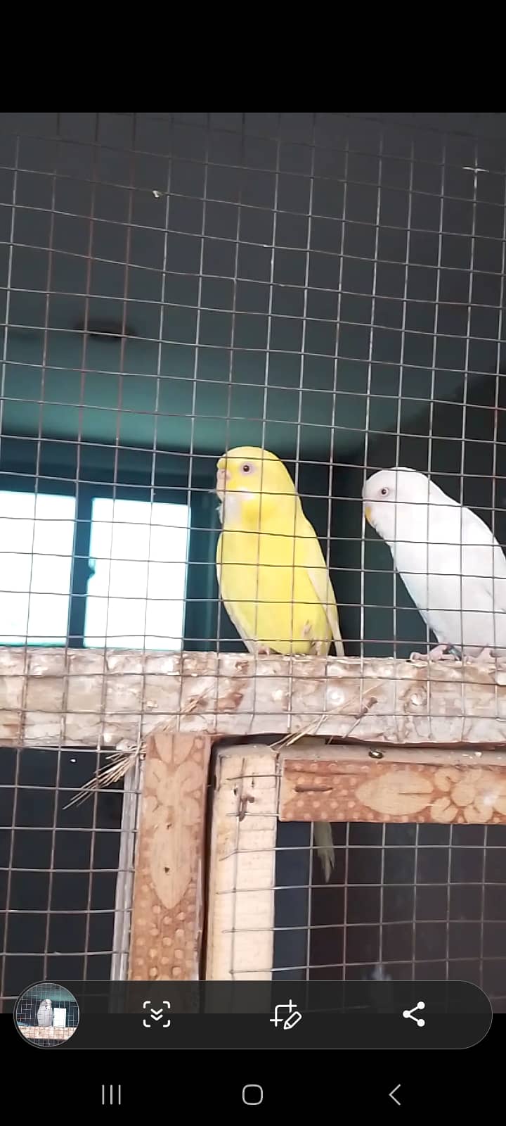 Gray yellow and blue budgies 0