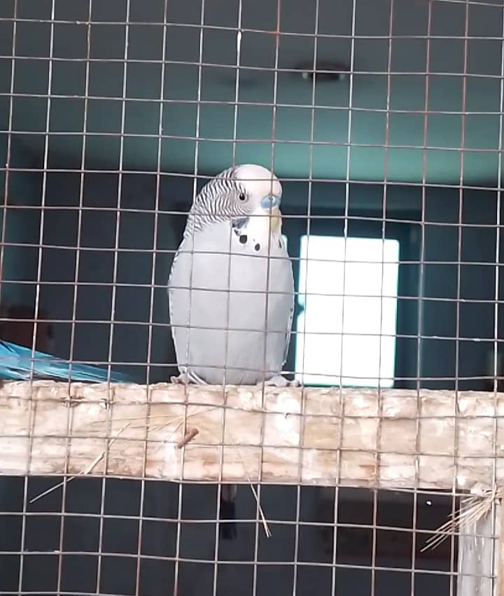 Gray yellow and blue budgies 1