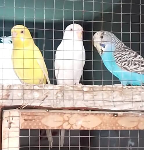 Gray yellow and blue budgies 2