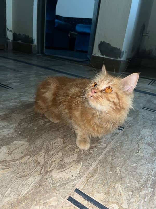 breeder female cat tripple coat 3