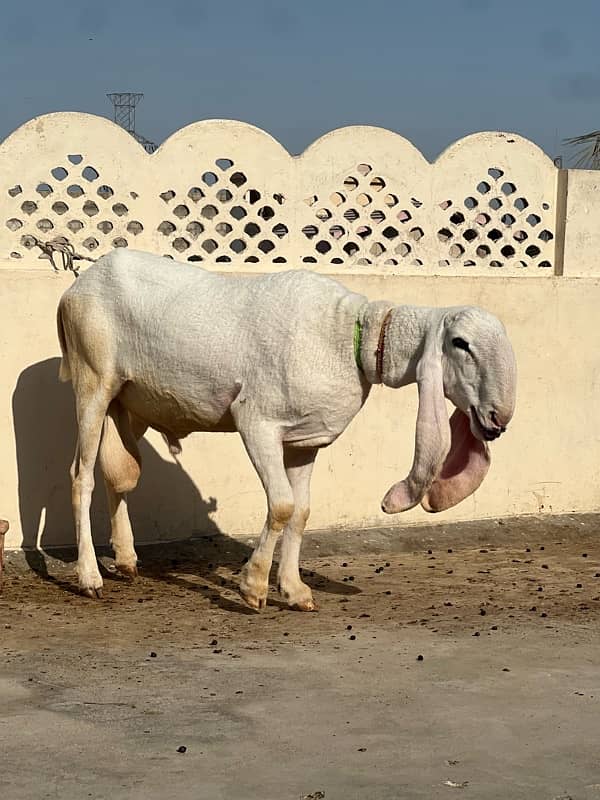 gulabi kajla sheep for sale 0