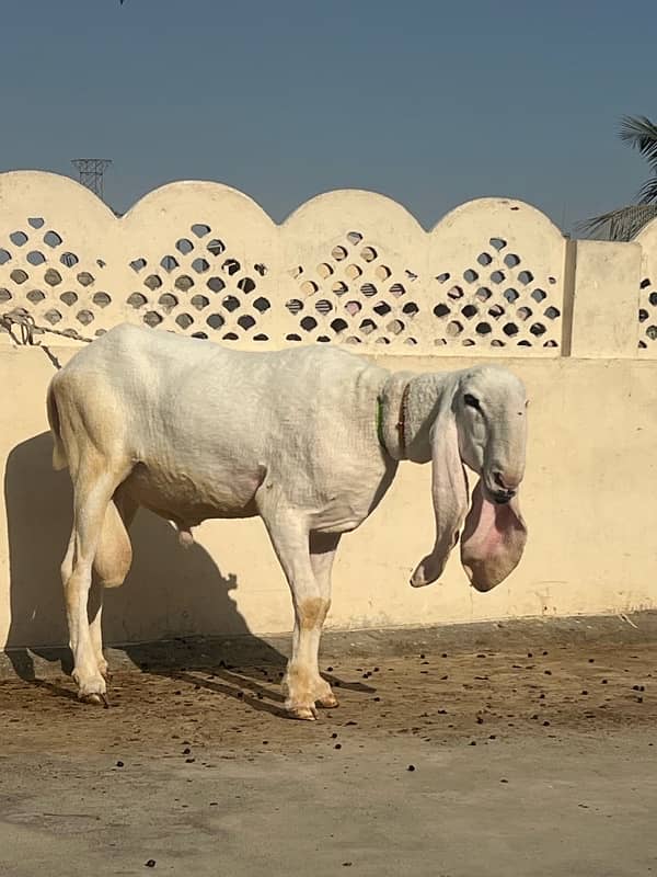 gulabi kajla sheep for sale 1