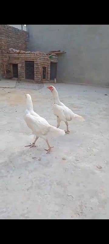 Heera Aseel Chicks 3