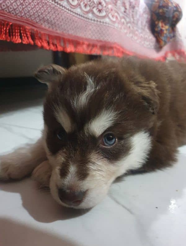 Female Husky Puppy 1 month old 1