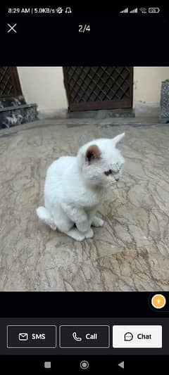 Persian male cat , double coated,poop trained, vaaccinated urgent sale