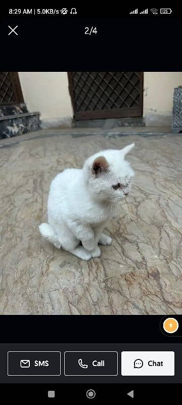 Persian male cat , double coated, poop trained, vaaccinated 0