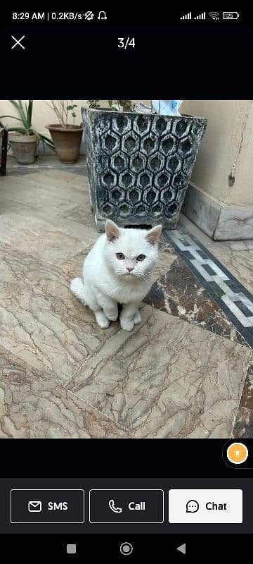 Persian male cat , double coated, poop trained, vaaccinated 1