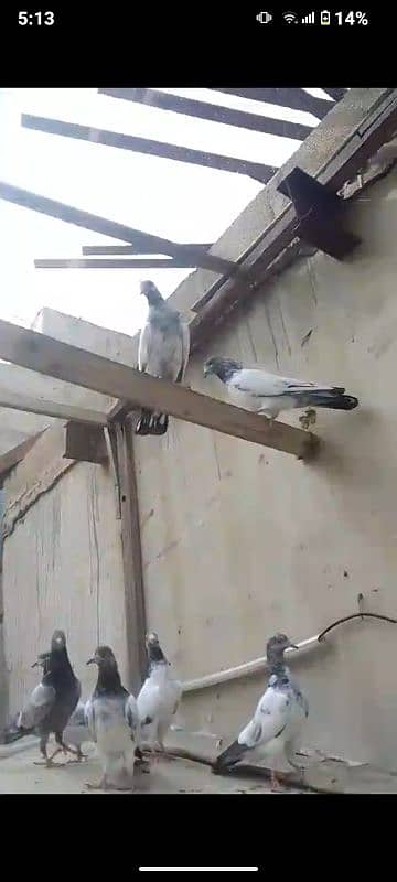 High Flyer pigeons 0