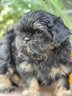 Male healthy shihtzu / shitzu pup for sale