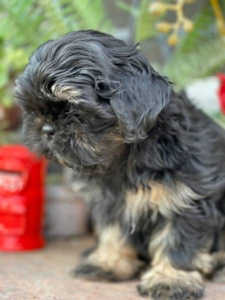 Male healthy shihtzu / shitzu pup for sale 1