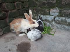 Two pairs of Rabbit