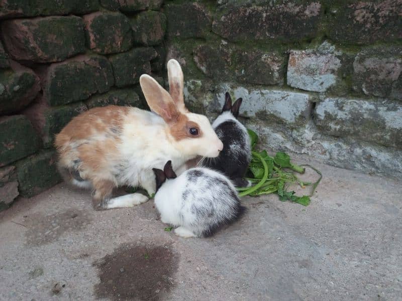 Two pairs of Rabbit 0