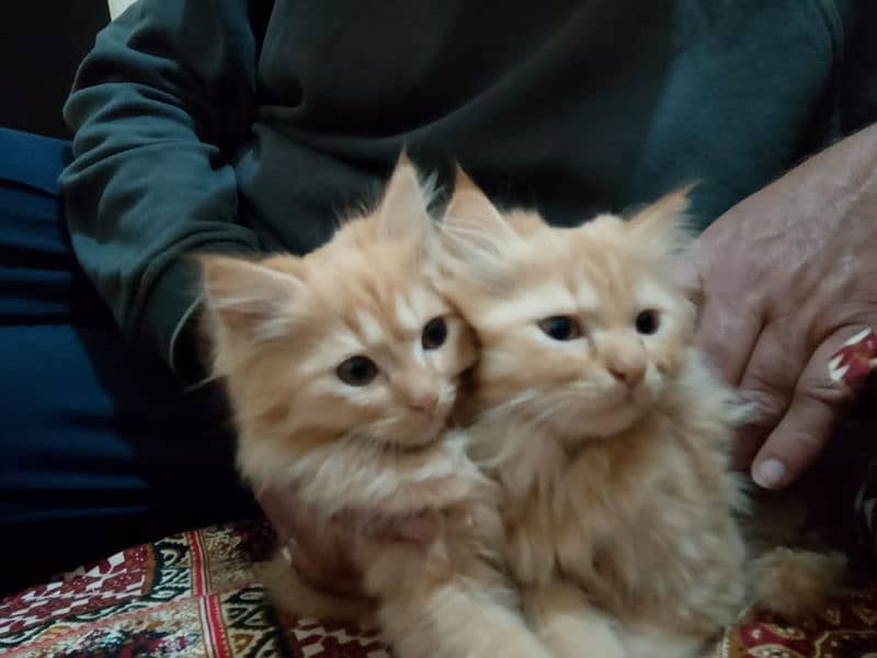 Persian cat Pair Male Female age 2 months 0