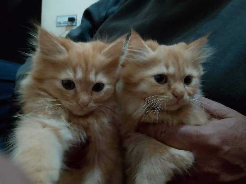 Persian cat Pair Male Female age 2 months 1