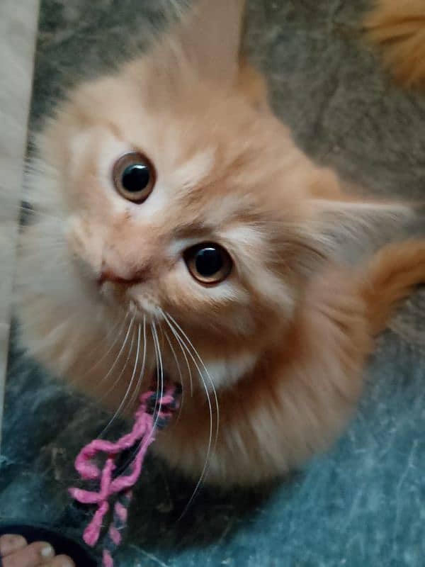 Persian cat Pair Male Female age 2 months 2