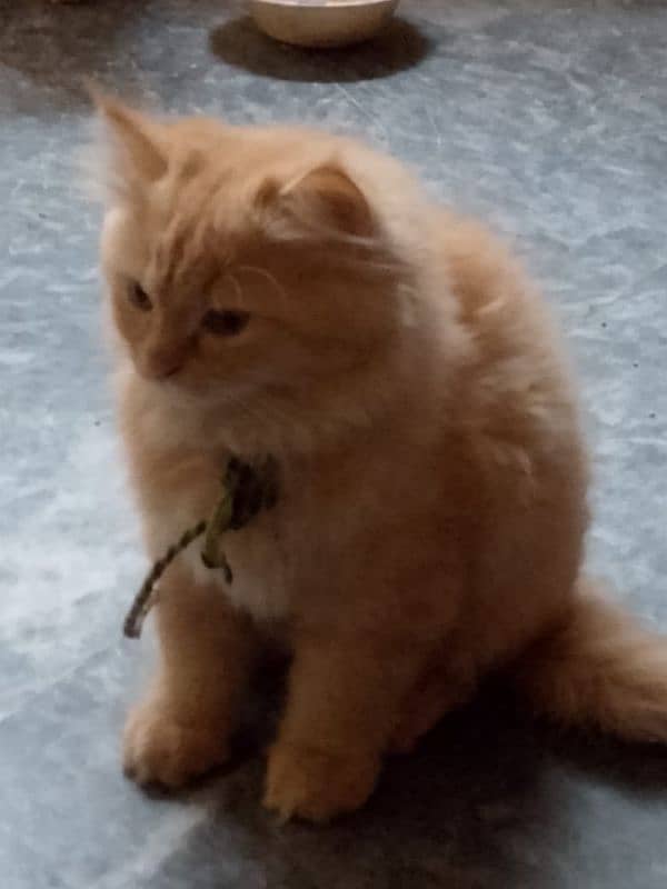 Persian cat Pair Male Female age 2 months 3