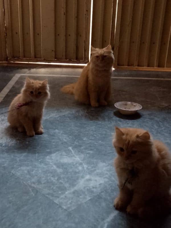 Persian cat Pair Male Female age 2 months 4