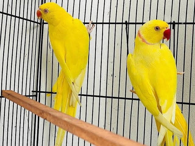 Yellow ringnick pair 5