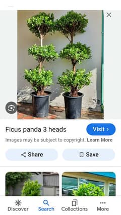 3 Head Panda ficus plant Heght 5 sa 6 foot maximum .