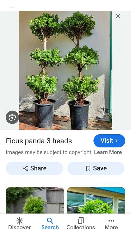 3 Head Panda ficus plant Heght 5 sa 6 foot maximum . 0