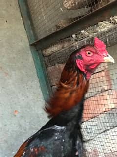 Thai cras Aseel pair for sale high quality birds