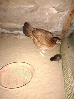 aseel hen with 1 chick