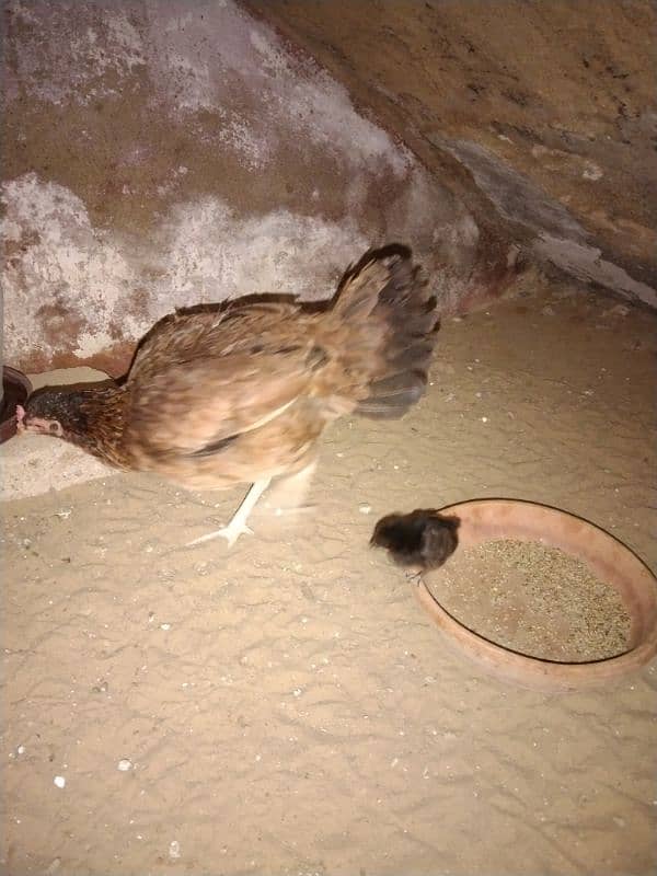 aseel hen with 1 chick 1