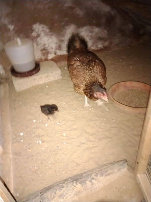 aseel hen with 1 chick 2