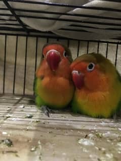 love birds for sale pair