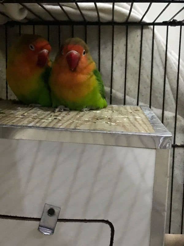 love birds for sale pair 2