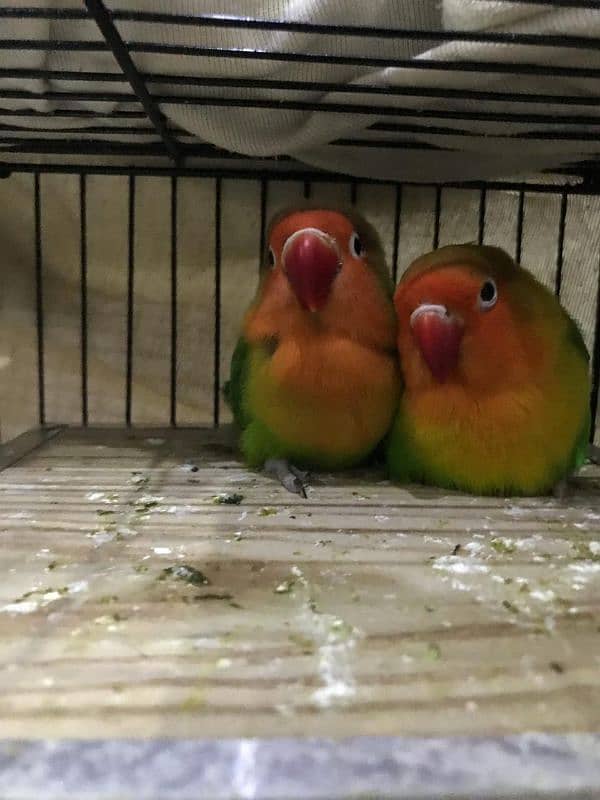 love birds for sale pair 3