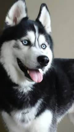 3 saal age husky female urgent sale what's ap number O3O6 6669308