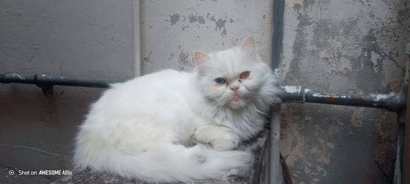 breeder female cats looking new owner 2