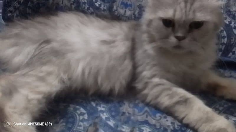 breeder female cats looking new owner 4