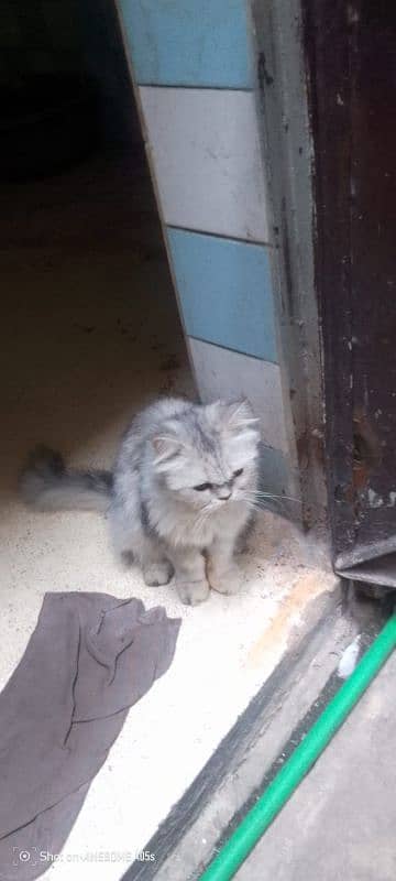 breeder female cats looking new owner 5