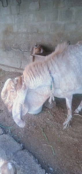 pure makha cheena breeder bakra 1